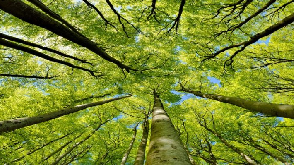 More trees are planted than cut down 