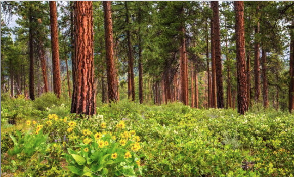 Deforestation is happening in Canada or the U.S. according to Two Sides 
