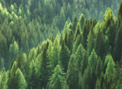 Forests are a renewable resource. Fossil fuel products are not. 